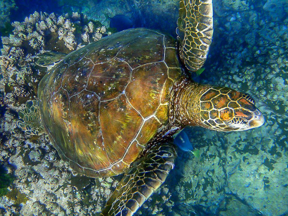 Galapagos Islands turtle