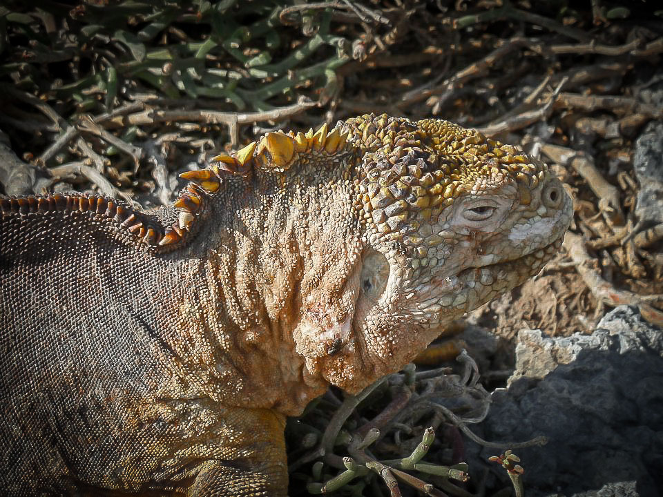 Galapagos Islands land iguana