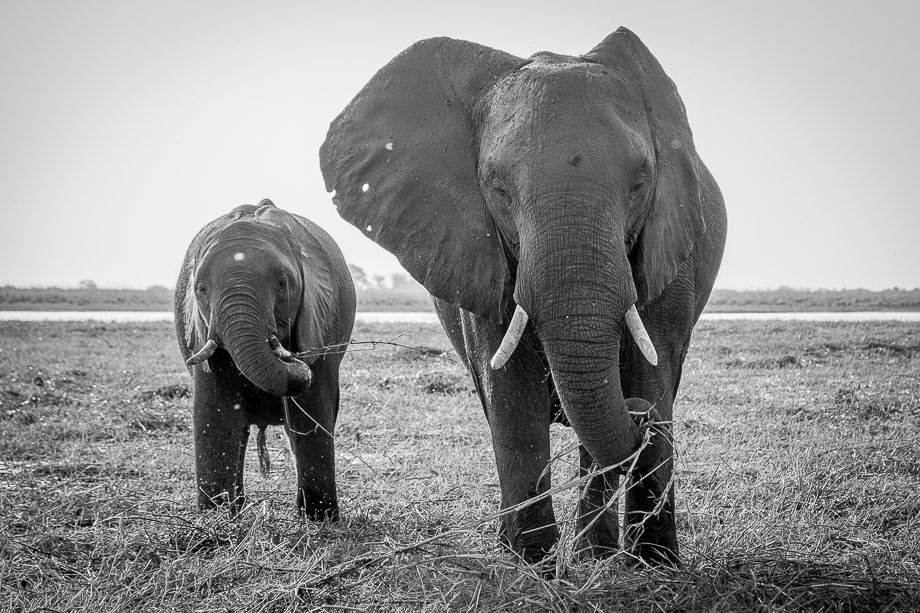 Botswana chobe national park elephants