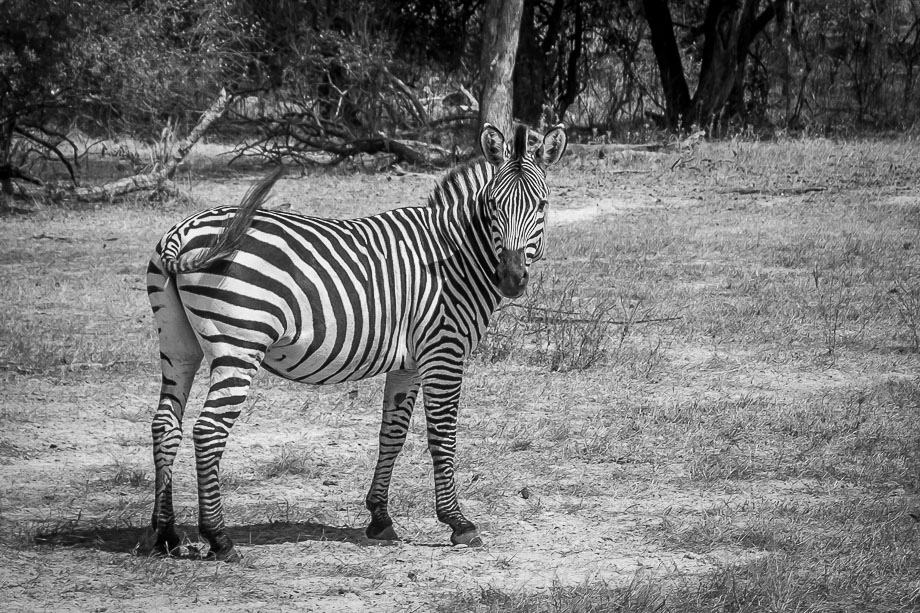 Livingstone Zebra