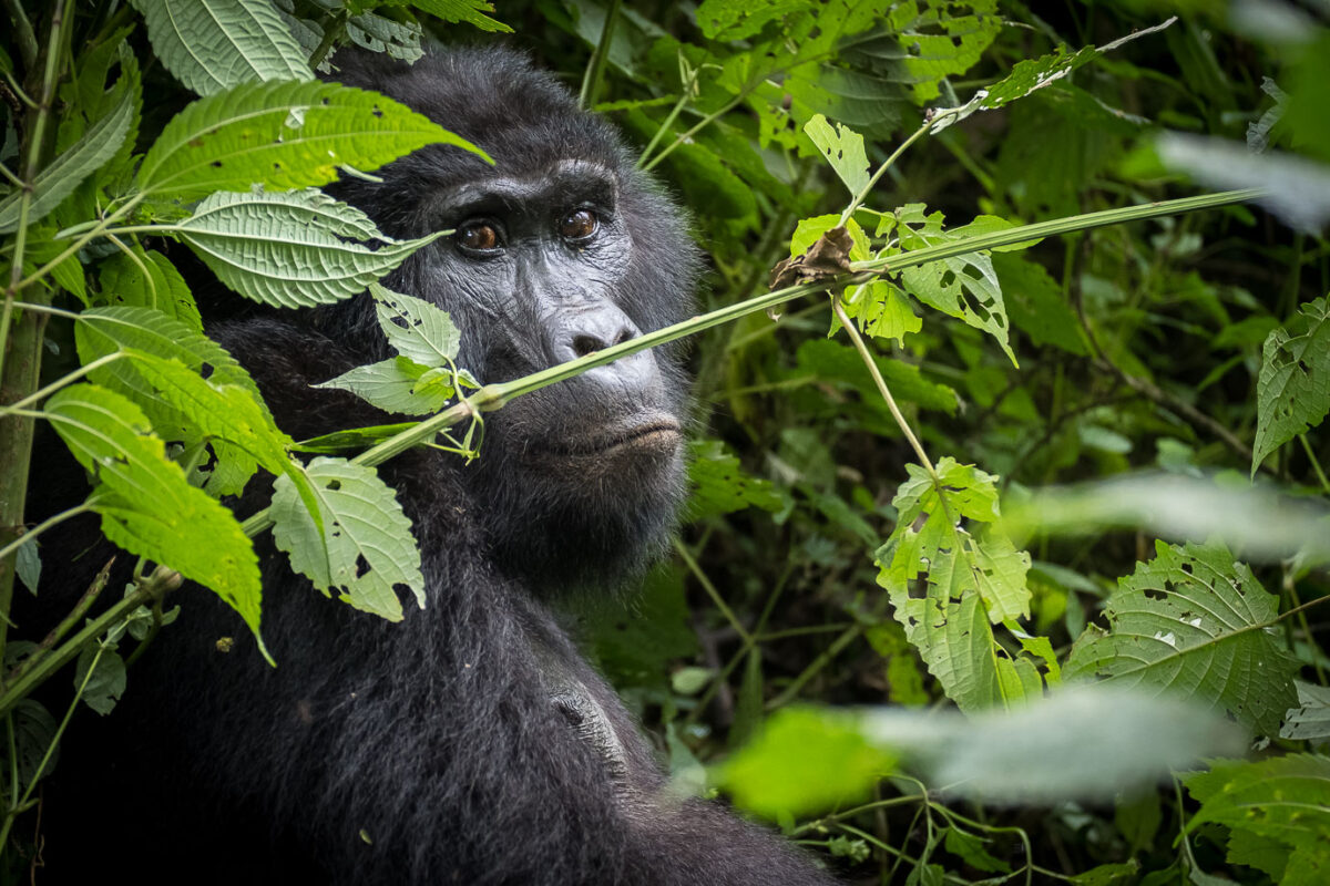 Female Gorilla